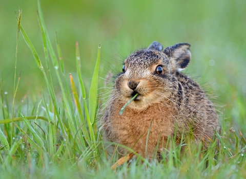 A Hare eating grass in a field