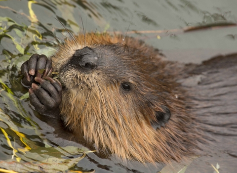 Eurasian Beaver