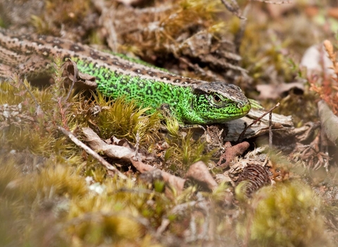 A Sand Lizard in heathland