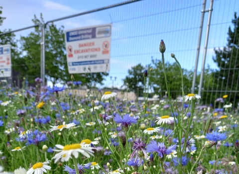 flowers with fence behind