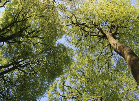 Looking up at green trees