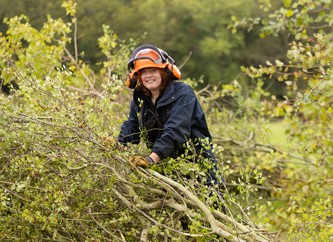 A woman hedgelaying 