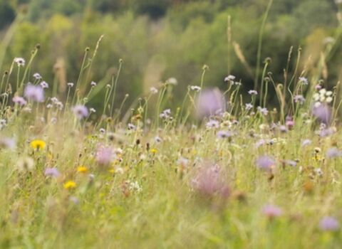 Wildflower meadow