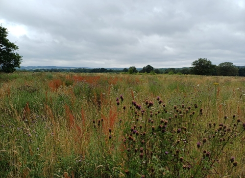 Horsley Meadows wildflower meadow