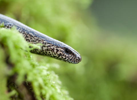 Slow Worm
