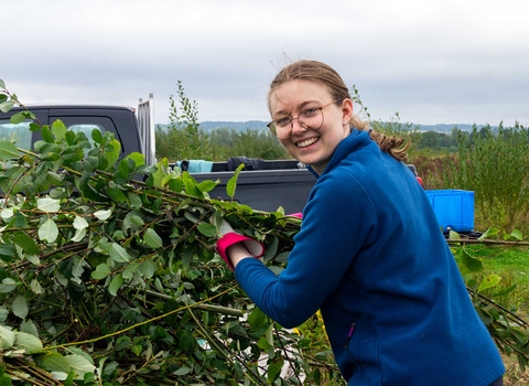 A volunteer placing cut willow in a pile.