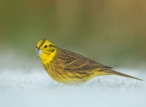 A Yellowhammer in the snow