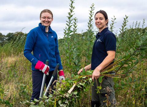 Volunteers removing willow from a grassland site