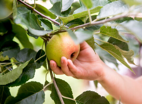 A hand picking an apple from a tree 