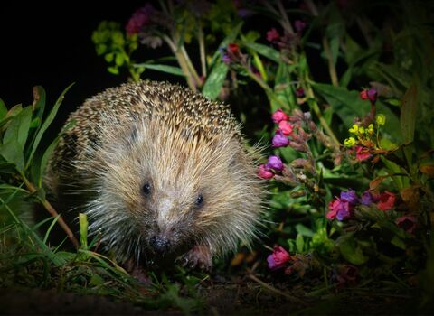 A Hedgehog in a garden at night