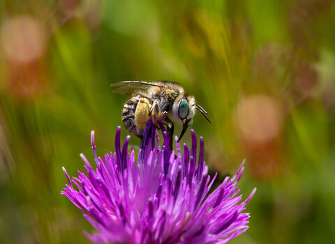 green-eyed flower bee