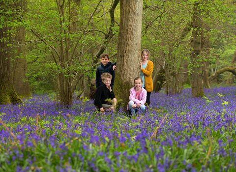 Children in a woodland scene with bluebells