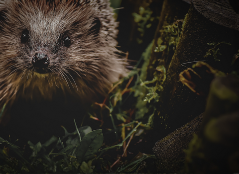 A Hedgehog at dusk in the undergrowth
