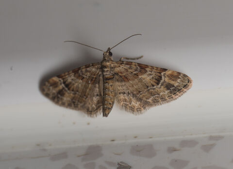 A double-striped pug moth, its mottled brown wings held out to the side