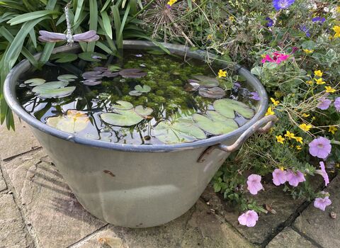 Wildlife bucket pond with lily pads 