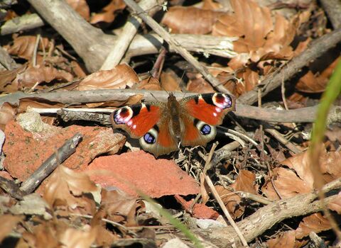 A Peacock butterfly in leaf-litter