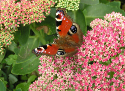 A Peacock butterfly on Sedum