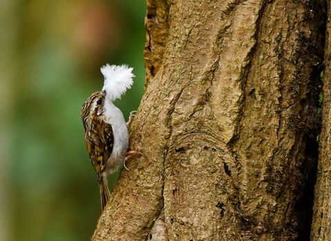 A Treecreeper with nesting material