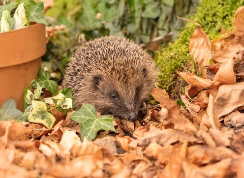 A Hedgehog in a garden