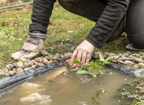 Planting up a wildlife pond 