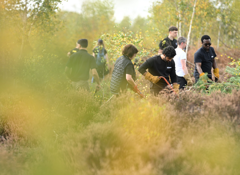 Corporate volunteers on a wild work day removing scrub from heathland