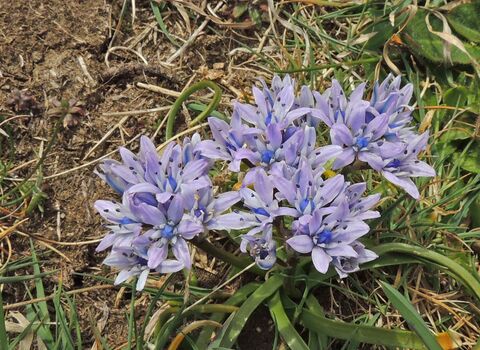 A cluster of spring squill growing in short grass. They are short, purple-blue, star-shaped wildflowers with six petals and a dark blue bract at the base