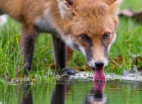 A Fox drinking from a puddle