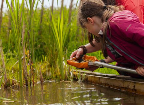 A child pond dipping