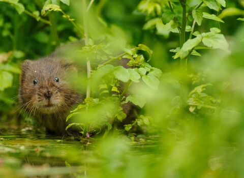 A Water Vole on a river bank