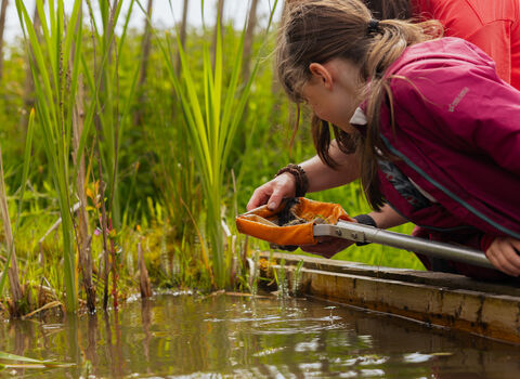 An adult and a child looking in a pond net over a pond 