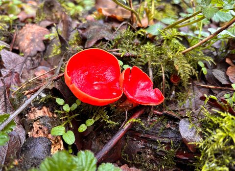 Scarlet Elfcup