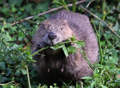 Beaver