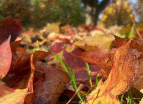 Fallen leaves
