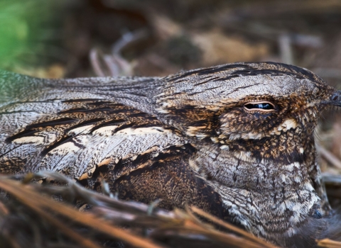 Nightjar