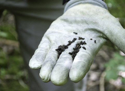 Bat droppings