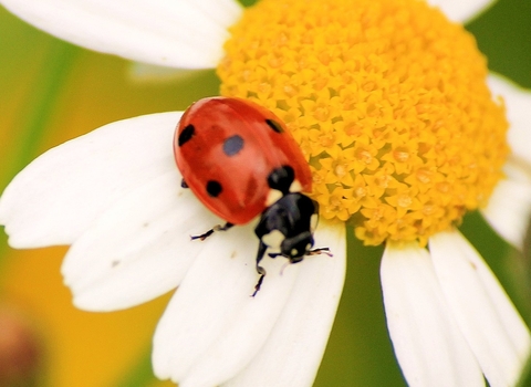 7-spotted ladybird