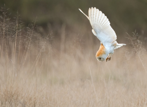 Barn owl