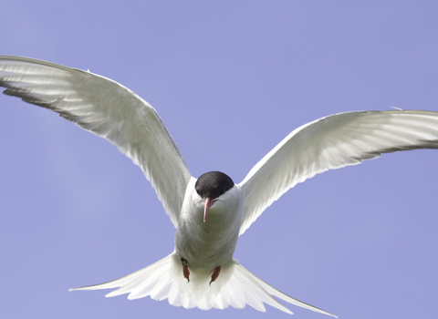 Arctic tern