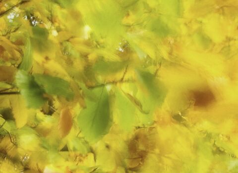 Autumn leaves
