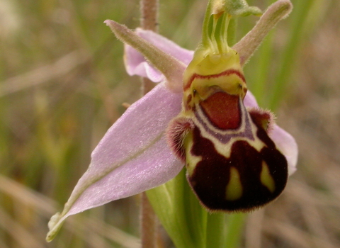 Bee Orchid