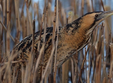 Bittern