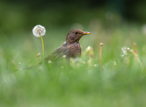 Blackbird on lawn