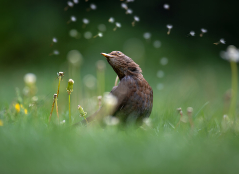 Blackbird on lawn