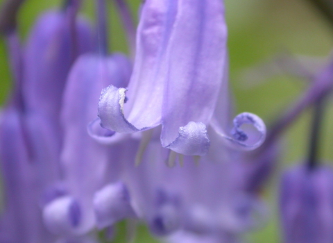 Native bluebell