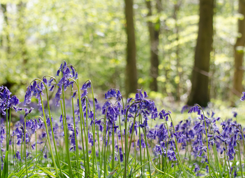 Bluebell wood