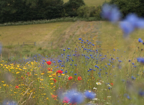 Bonhurst Farm wildflower margins