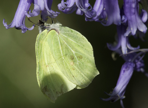 Brimstone butterfly on bluebells