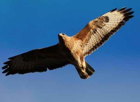 Buzzard