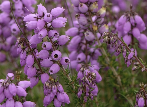 Bell Heather