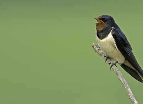 Swallow perched on branch